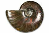 Polished Red Flash Ammonite (Cleoniceras) Fossil - Madagascar #367702-1